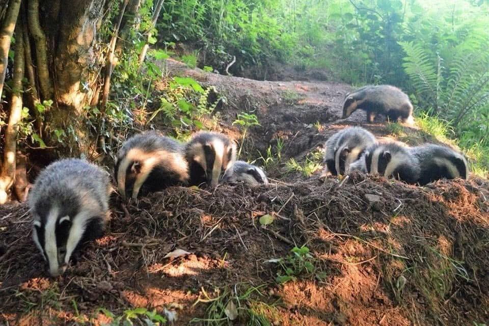 🚨 BREAKING: Labour Government Approves Another Year of Badger Culling 🚨

Natural England has reissued Supplementary Badger Cull licences for 2025 — the very same licences currently under legal challenge by Badger Trust and Wild Justice.

Despite a pending court case and