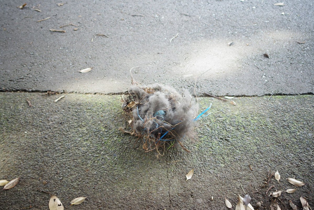 上から落ちてきた作りかけの巣