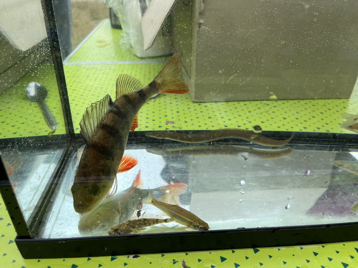smbvsn's tweet photo. Inventaire piscicole à Niort

La fédération de pêche procédait ce matin à une pêche électrique pour identifier les poissons présents de la source du Vivier à la Sèvre.
Peu de poissons mais une belle diversité : perche chabots anguilles loche..
Un milieu aquatique de qualité. https://t.co/2WYlGIhbbn