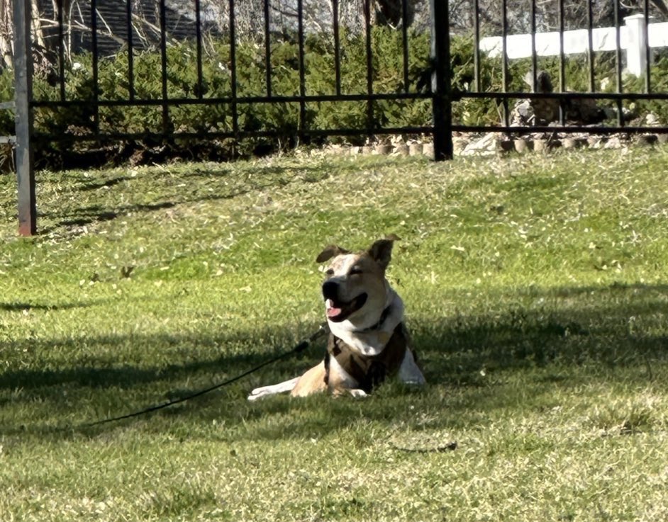 Sallie Moffitt (@salliemoffitt) on Twitter photo <a href="/TheCatOnTheMap/">Author Pishi Pooch</a> <a href="/AfarinRava/">Afarin Rava</a> <a href="/tristanbtaylor/">Tristan B Taylor</a> <a href="/LaylaHawke2/">Layla Hawke, author</a> <a href="/JessSFrankel/">Jesse Seth Frankel--YA Fantasy/Adventure Author</a> <a href="/MQuigley1963/">Melisa Quigley Author</a> <a href="/Kellyrei007/">Kelly Miller, Amazon Best-Selling Author 💜🐶🐎</a> <a href="/booksbyJeanneR/">Jeanne Roland</a> <a href="/crystalnapolit2/">crystal napolitano</a> <a href="/Thief_Of_Harts/">Dragonrok007</a> <a href="/EdwardSelender/">Edward Selender</a> <a href="/AuthorWa/">W A Edwards #Indieauthor</a> <a href="/ITSPOSSIBLE_Rod/">YouCan2</a> <a href="/M_Cobbett71/">M.G. Cobbett (Writer/Reader/Reviewer) - see cover</a> <a href="/ninsthewriter/">Nina Romano</a> <a href="/RaelleLogan1/">RAELLE LOGAN, ROMANCE NOVELIST, HISTORICAL/PIRATES</a> <a href="/DerekRKing2/">Derek R King ✒️</a> <a href="/Lady_J_Author/">Harley James ~ Romance Author ❀ Official Account ❀</a> <a href="/Wrix2/">W. Rix Victory II</a> <a href="/CasamentoArrigo/">Anna Casamento Arrigo</a> <a href="/L_Montes223/">L. M. Montes | The Cross's Key</a> <a href="/sudesna_ghosh/">Sudesna (Sue) Ghosh 📚🐱🎨</a> <a href="/Wordsmith66/">Mike's Writing Stuff</a> <a href="/AikinNorb/">Norb Aikin</a> <a href="/cr_burman/">Cheryl Burman is distracted by puppy training!</a> <a href="/Irishgirl692/">Irishgirl69</a> <a href="/WendyESlater/">Wendy E. Slater</a> <a href="/GratitudeSpace/">Chris Palmore & Co.</a> <a href="/KaceyKells/">Kacey Kells</a> <a href="/denishaughnessy/">denis shaughnessy</a> <a href="/ravaghi/">Noosha Ravaghi</a> Thank you Pishi Pooch. 😻😻😻
Check out my new blog post
“My Neighbor’s Dog “
salliemoffitt.com/blog <a href="/TheCatOnTheMap/">Author Pishi Pooch</a> <a href="/AfarinRava/">Afarin Rava</a> <a href="/tristanbtaylor/">Tristan B Taylor</a> <a href="/LaylaHawke2/">Layla Hawke, author</a> <a href="/JessSFrankel/">Jesse Seth Frankel--YA Fantasy/Adventure Author</a> <a href="/MQuigley1963/">Melisa Quigley Author</a> <a href="/Kellyrei007/">Kelly Miller, Amazon Best-Selling Author 💜🐶🐎</a> <a href="/booksbyJeanneR/">Jeanne Roland</a> <a href="/crystalnapolit2/">crystal napolitano</a> <a href="/Thief_Of_Harts/">Dragonrok007</a> <a href="/EdwardSelender/">Edward Selender</a> <a href="/AuthorWa/">W A Edwards #Indieauthor</a> <a href="/ITSPOSSIBLE_Rod/">YouCan2</a> <a href="/M_Cobbett71/">M.G. Cobbett (Writer/Reader/Reviewer) - see cover</a> <a href="/ninsthewriter/">Nina Romano</a> <a href="/RaelleLogan1/">RAELLE LOGAN, ROMANCE NOVELIST, HISTORICAL/PIRATES</a> <a href="/DerekRKing2/">Derek R King ✒️</a> <a href="/Lady_J_Author/">Harley James ~ Romance Author ❀ Official Account ❀</a> <a href="/Wrix2/">W. Rix Victory II</a> <a href="/CasamentoArrigo/">Anna Casamento Arrigo</a> <a href="/L_Montes223/">L. M. Montes | The Cross's Key</a> <a href="/sudesna_ghosh/">Sudesna (Sue) Ghosh 📚🐱🎨</a> <a href="/Wordsmith66/">Mike's Writing Stuff</a> <a href="/AikinNorb/">Norb Aikin</a> <a href="/cr_burman/">Cheryl Burman is distracted by puppy training!</a> <a href="/Irishgirl692/">Irishgirl69</a> <a href="/WendyESlater/">Wendy E. Slater</a> <a href="/GratitudeSpace/">Chris Palmore & Co.</a> <a href="/KaceyKells/">Kacey Kells</a> <a href="/denishaughnessy/">denis shaughnessy</a> <a href="/ravaghi/">Noosha Ravaghi</a> Thank you Pishi Pooch. 😻😻😻
Check out my new blog post
“My Neighbor’s Dog “
salliemoffitt.com/blog