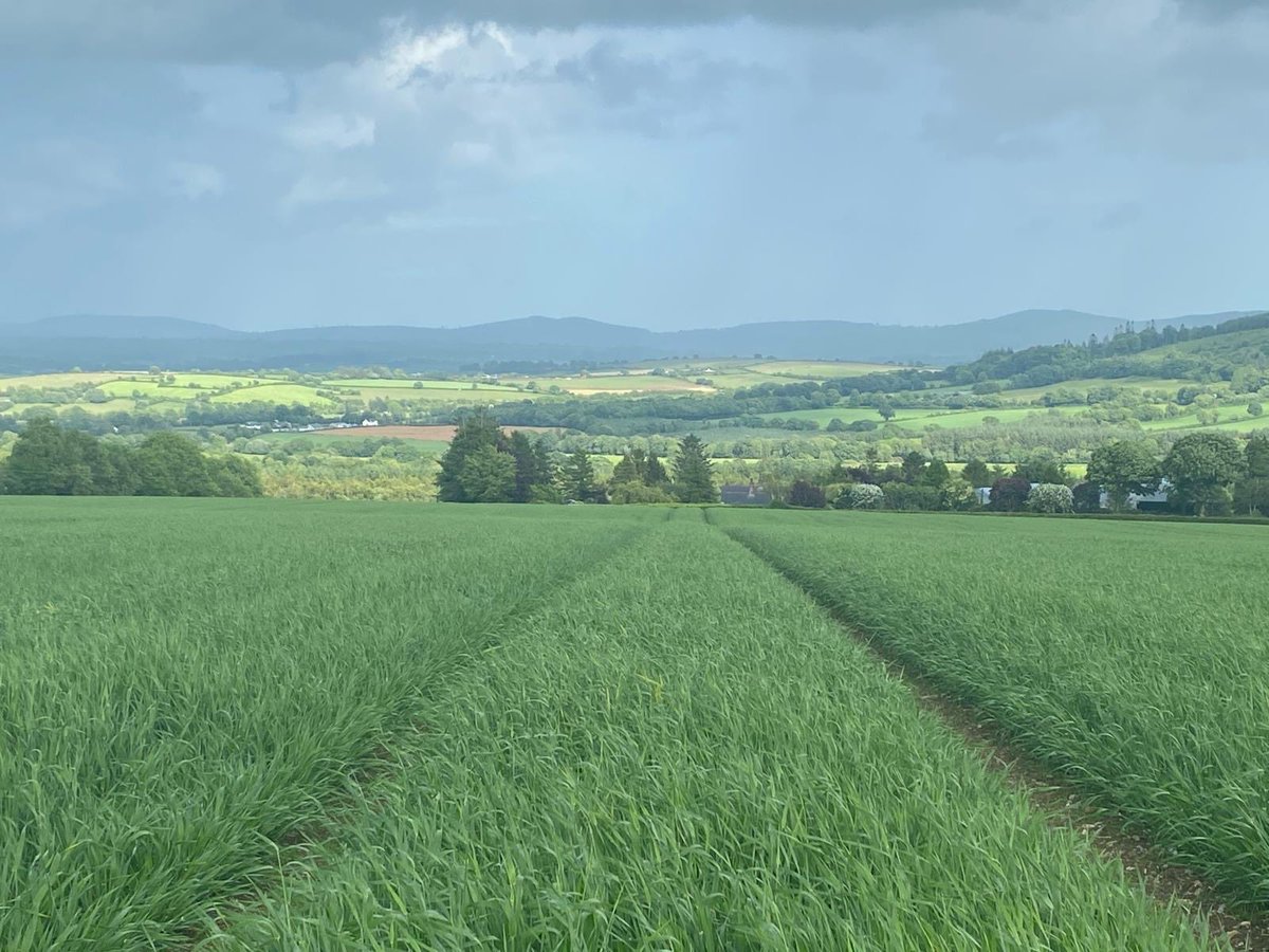 CooneyFurlong's tweet image. Mermaid spring barley on a crop walk with George showing great promise — with flag leaf now fully emerged, T2 fungicide will be applied in the coming days once awns are fully out. 🌿
@seedtechnology 
#SpringBarley #MermaidBarley