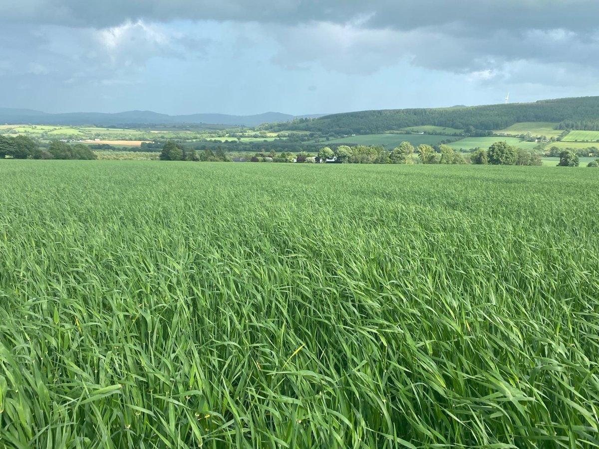 CooneyFurlong's tweet image. Mermaid spring barley on a crop walk with George showing great promise — with flag leaf now fully emerged, T2 fungicide will be applied in the coming days once awns are fully out. 🌿
@seedtechnology 
#SpringBarley #MermaidBarley