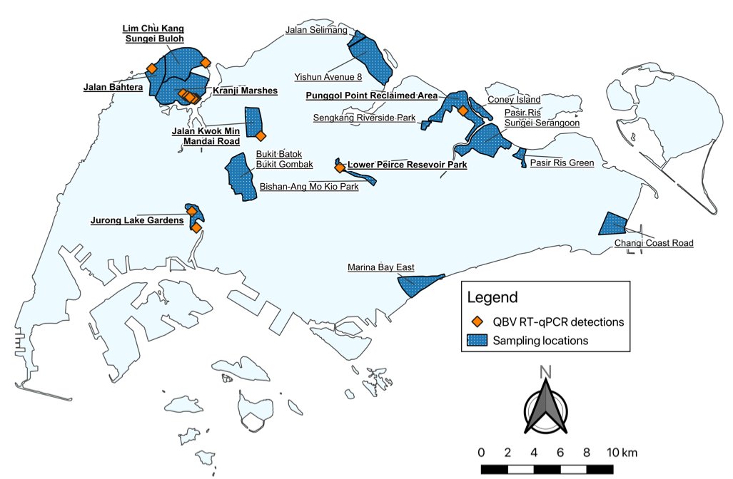 AngTopher's tweet image. 🚨 We found some cool viruses in Singapore!! 🚨
Over 18 months, we screened 17,070 🦟mosquitoes across 17 locations in Singapore, uncovering 🦠viruses that could shape future biocontrol strategies against dengue and other arboviruses!
🔗: doi.org/10.1099/jgv.0.…
🧵👇 (1/)