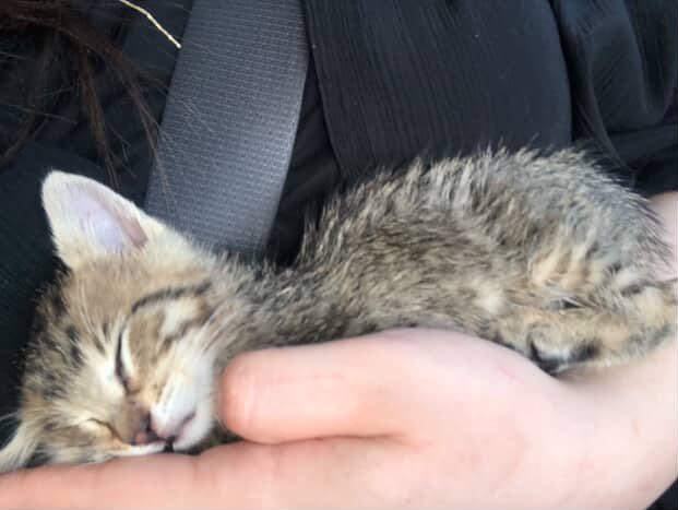 1 aylık erkek bebiş kum eğitimi var. Çok oyuncu ve uslu kuru mama yiyebiliyor. Sarıyer/ İstanbuldayım isteyenin ayağına kadar istanbul içi takip şartı ile götüreceğim. maddi manevi sahiplenecek evini bu can için düzenleyecek (sineklik - kedi teli) kişilere sahiplendirilecektir.