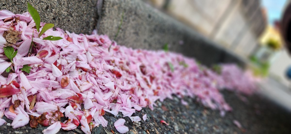 春の心残り。 #桜