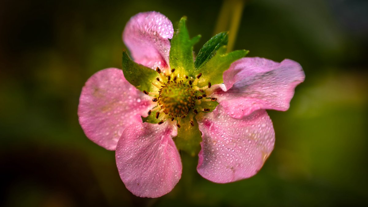 Erdbeere... Demnächst... Also bald 😉🍓

📷 #strawberry #blossom #naturephotography #drops