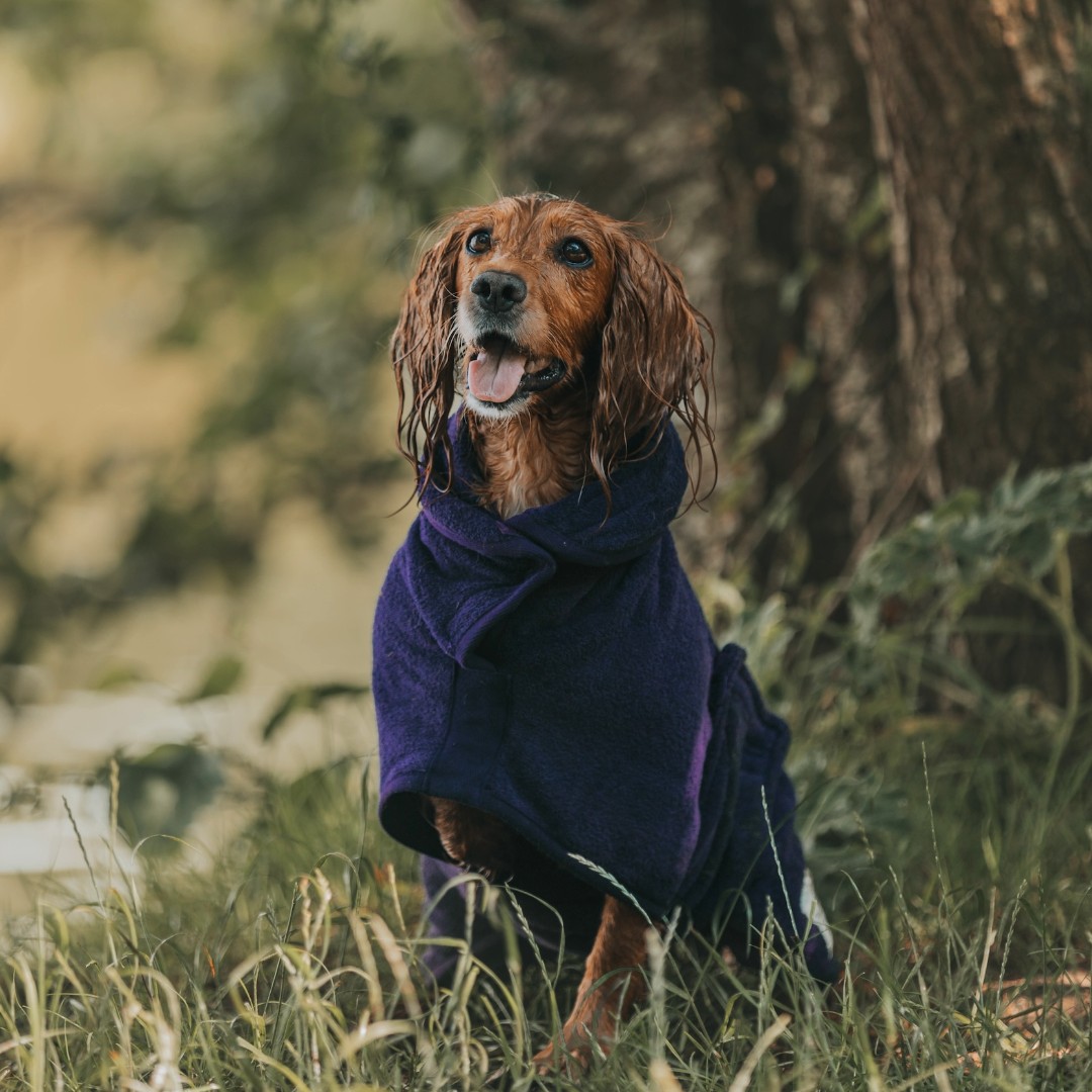 Is your dog going to look a bit like this today? 💧 Make sure your Drying Coat is at the ready!

📸 | @woofwagwalk

#ruffandtumble