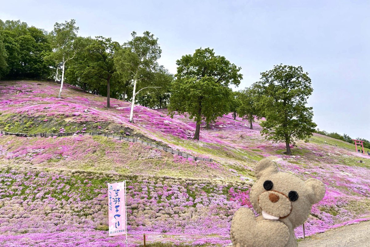 5月最後の芝桜！🧸🌸✨