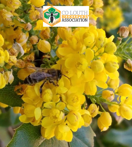 NIHBS County Louth Beekeepers Association Bee Improvement &amp; Queen Rearing Workshop Event, this weekend

Date: Sunday, 8th June 2025
Time: 2:00 PM - 5:00 PM
Location: Kevin Griffin Apiary  A91 P043
Join Us for an Exciting and Informative Event