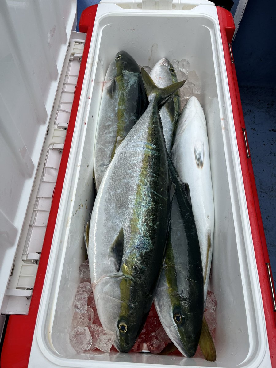 あー、楽しかった
脂のってておいC

できればヒラマサ釣りたかった