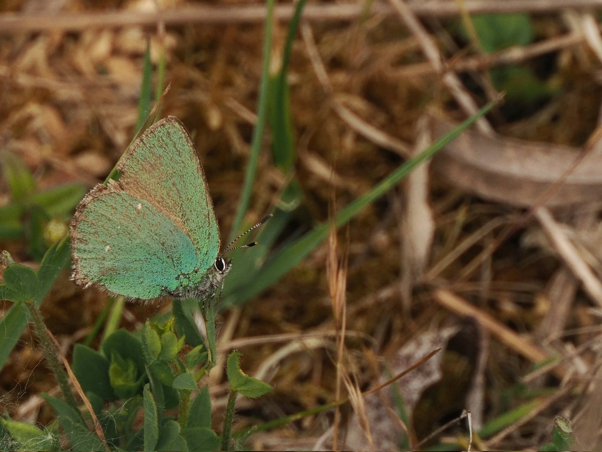 John C (@john1coakley) on Twitter photo 1st Meadow Browns of the year on yesterdays Brandon Marsh transect and a couple of Green Hairstreak still hanging on . <a href="/BCWarwickshire/">BC Warwickshire</a> <a href="/savebutterflies/">Butterfly Conservation 🦋</a> <a href="/WKWT/">Warwickshire Wildlife Trust</a> 1st Meadow Browns of the year on yesterdays Brandon Marsh transect and a couple of Green Hairstreak still hanging on . <a href="/BCWarwickshire/">BC Warwickshire</a> <a href="/savebutterflies/">Butterfly Conservation 🦋</a> <a href="/WKWT/">Warwickshire Wildlife Trust</a>