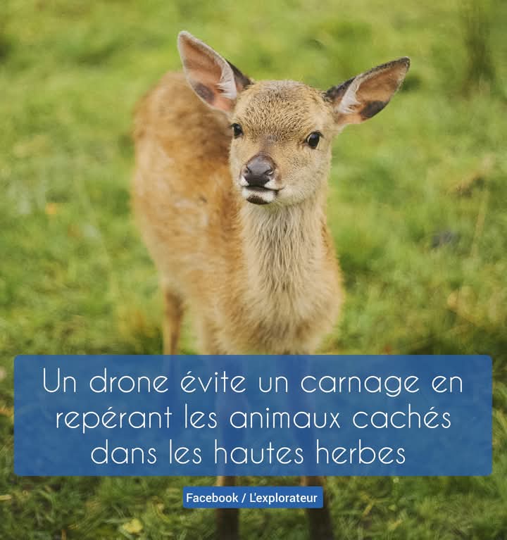 Dans le Sud de la France, avant la fauche dans les champs, un drone a survolé les hautes herbes afin de repérer des faons et biches cachés, évitant ainsi un carnage. On devrait généraliser ce genre d'attitude.
Une étude allemande parle de plus de 100.000 faons tués chaque année.