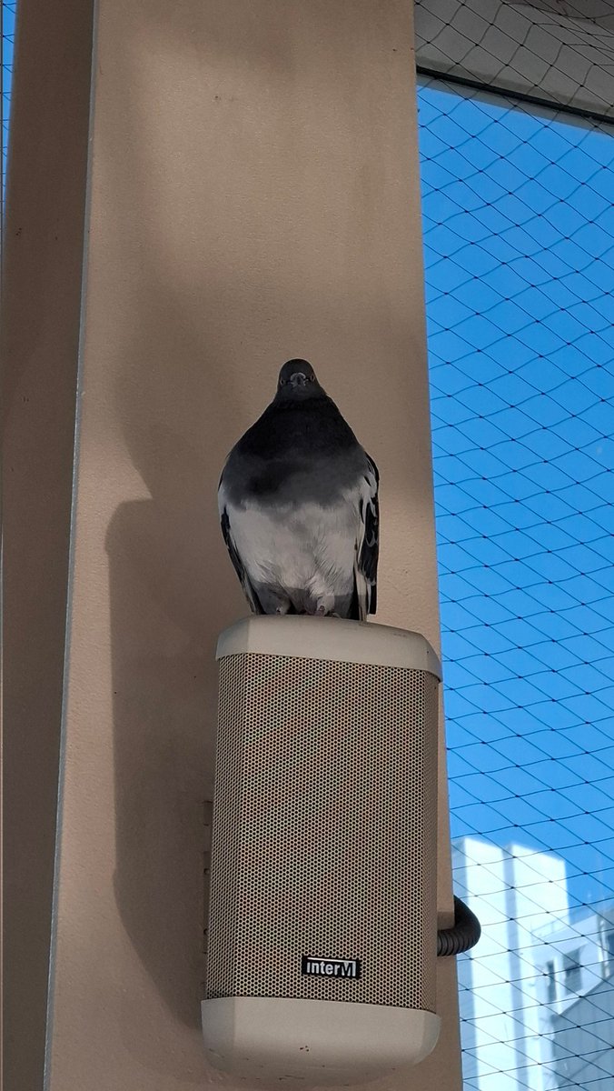 Midiro97485's tweet image. 대구 비둘기