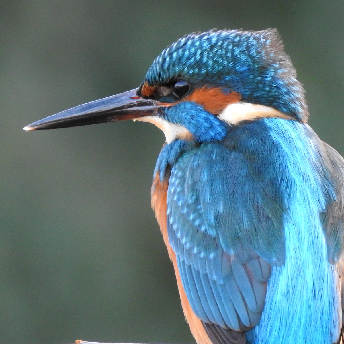 Looking smart

Male kingfisher at the wetlands.

#nature #wildlife #kingfisher #kingfishers #walthamstow #spring #walthamstowwetlands <a href="/Natures_Voice/">RSPB</a>
