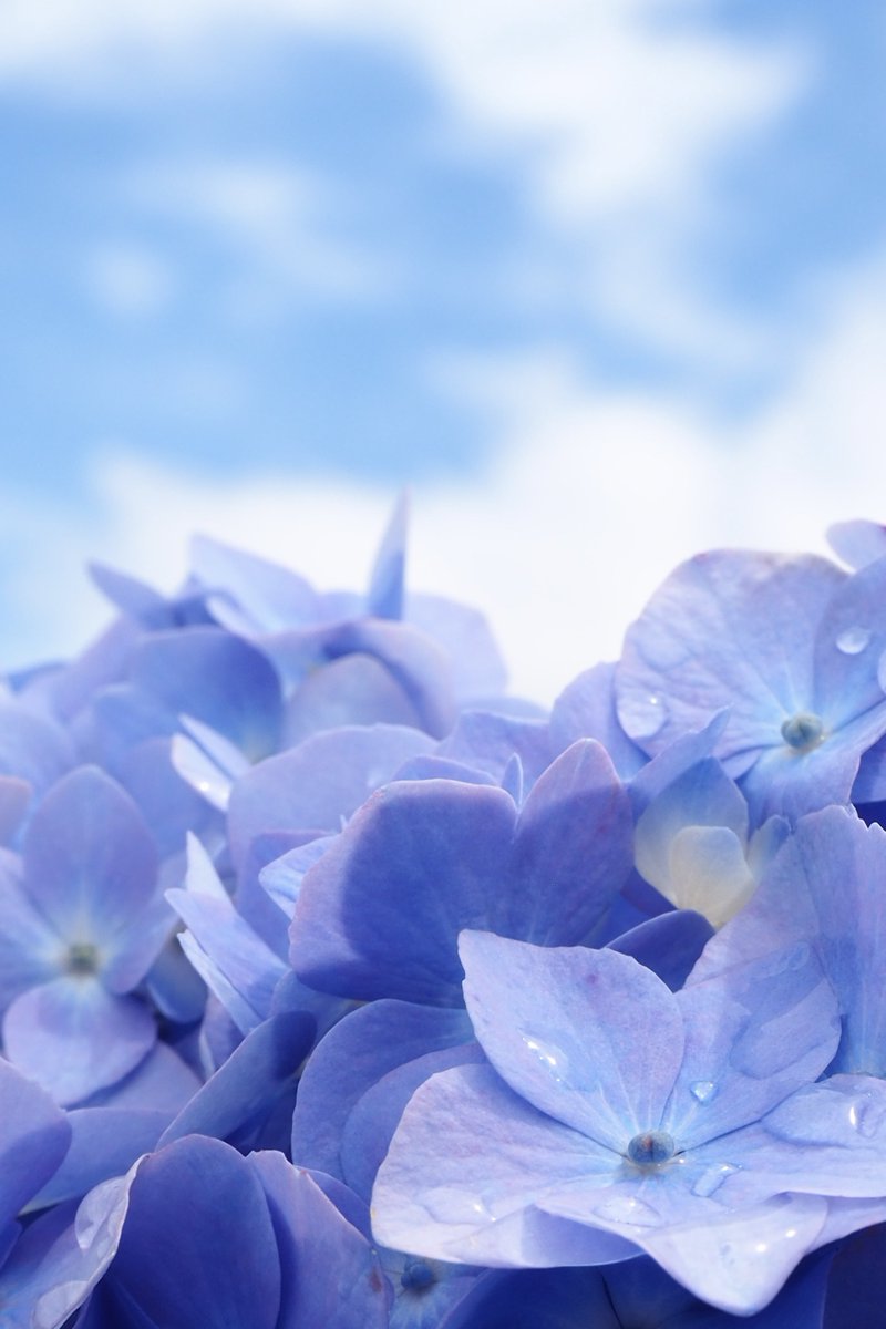 紫陽花の足音が聞こえ始めた