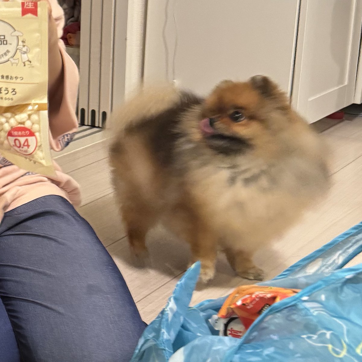 jun_pomeranian's tweet image. おやつを目の前にした音速ポメラニアン