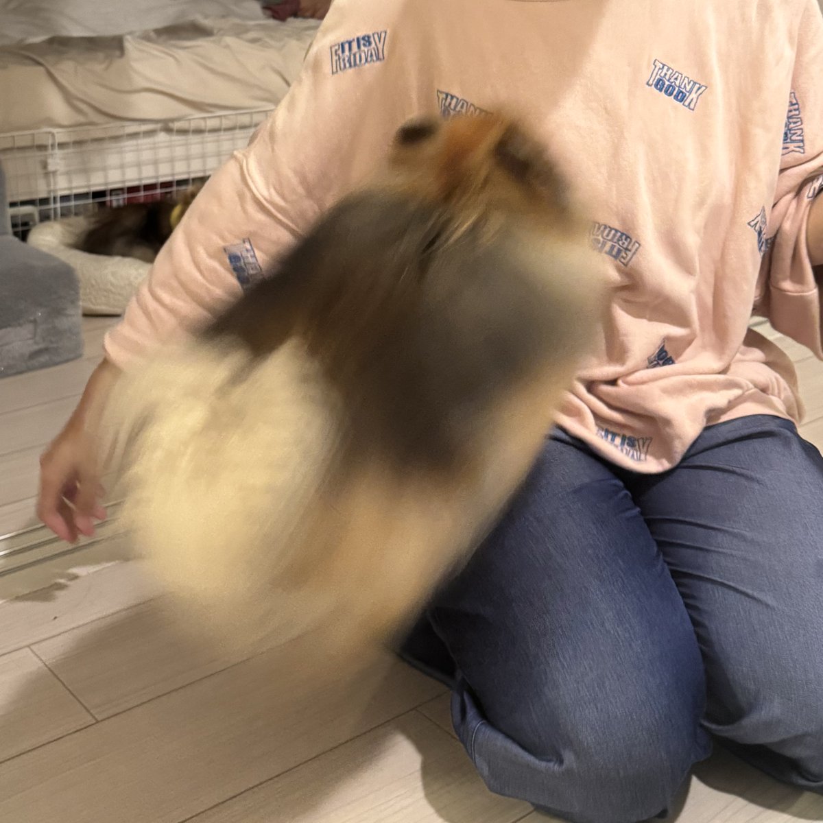 jun_pomeranian's tweet image. おやつを目の前にした音速ポメラニアン