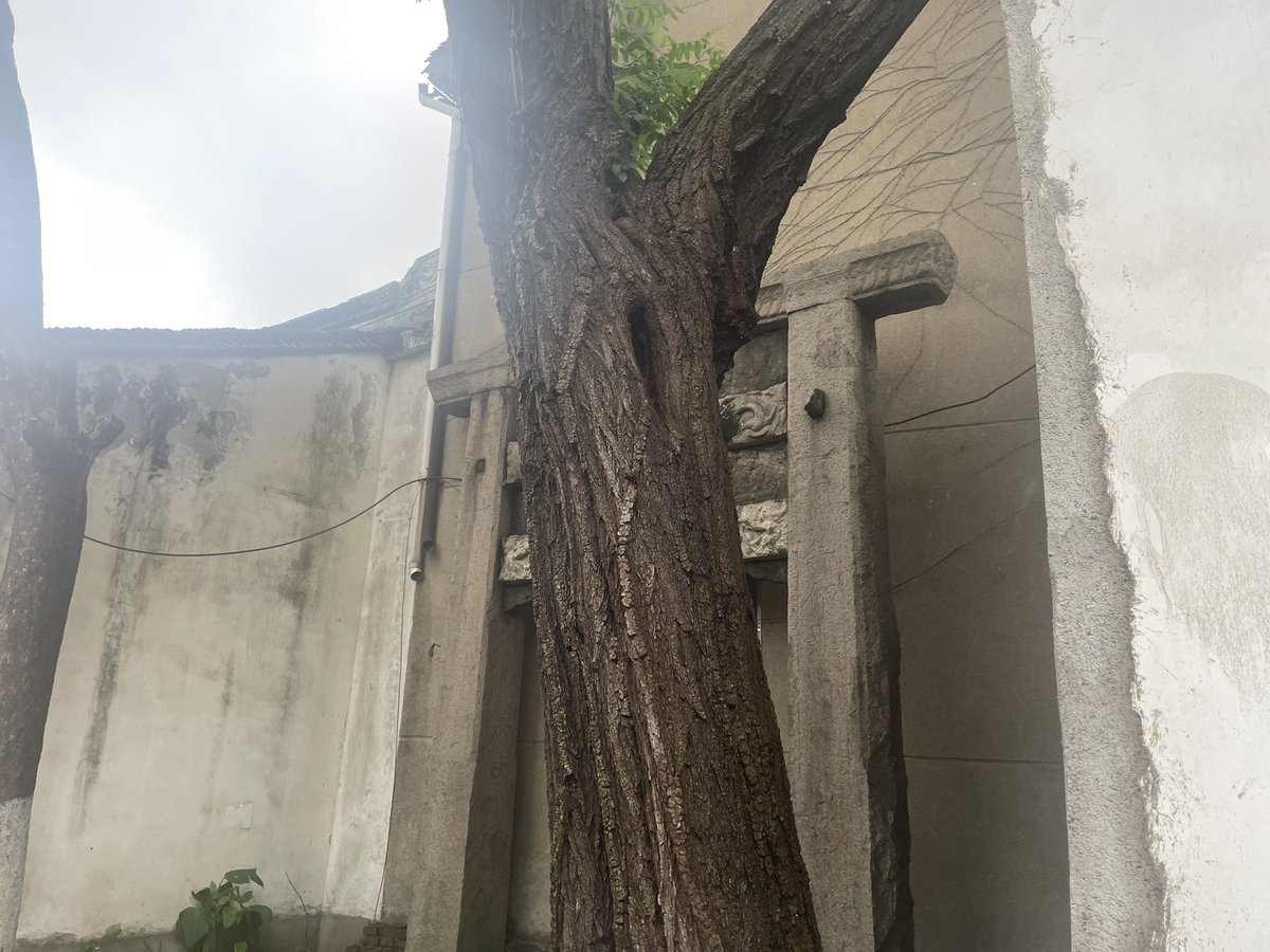 zhouyang (@zhouyang69) on Twitter photo 