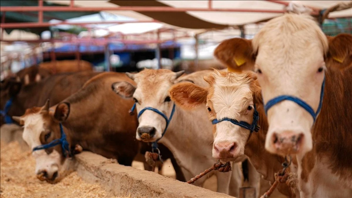 Konyalıya Huzurlu Kurbanlık Deneyimi Bu Çiftlikte
#KonyaKurbanlık #KurbanBayramı #HijyenikKesim #Etİşleme #SoğukHavaDeposu #KurbanlıkDana #KurbanlıkDüve
ahbmedya.com/konyaliya-huzu…