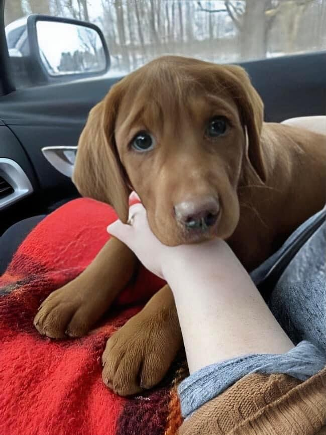talker_walker's tweet photo. Insert your dog into ChatGPT or Grok and prompt it to.

"Make it ready for war" https://t.co/Guh2Uqni8W