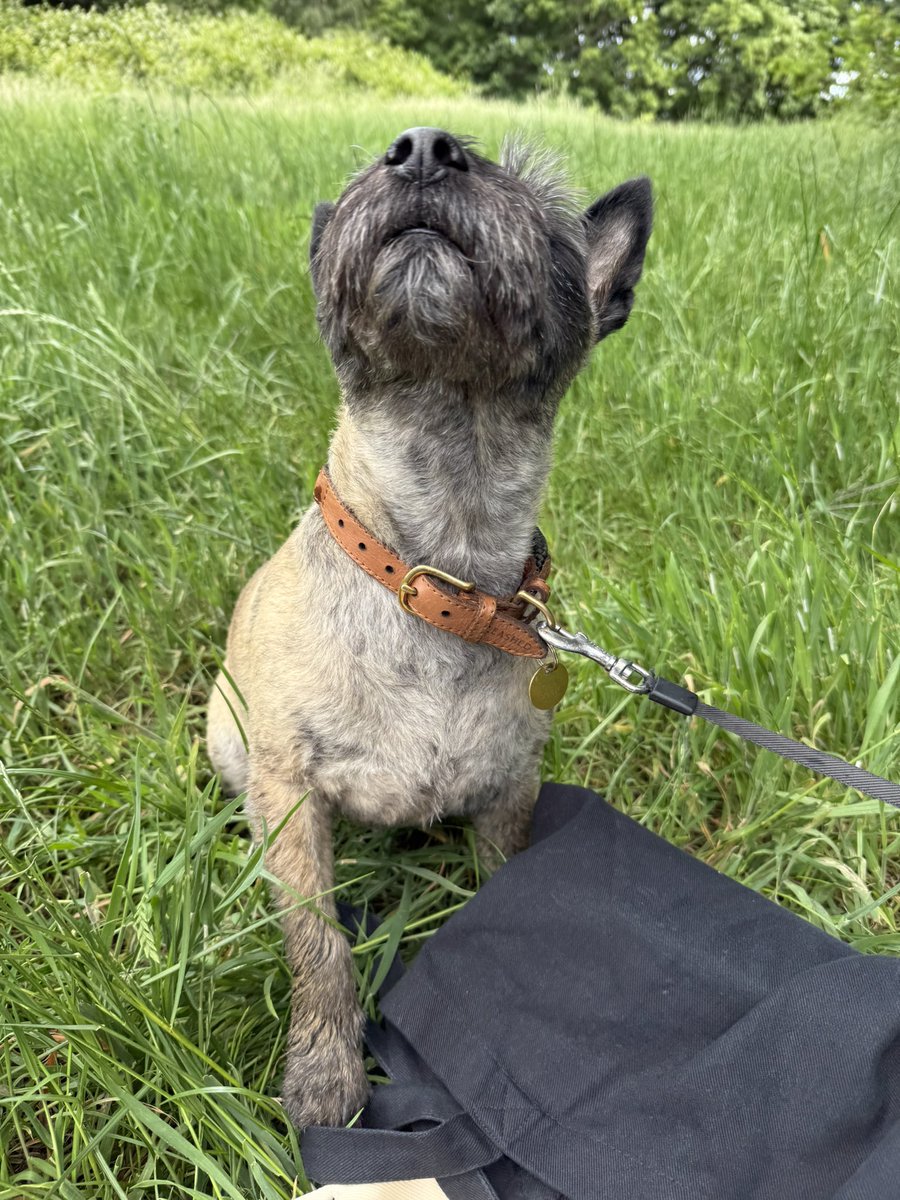 ‘Шатляндскі сабачка з брытанскім пашпартам глядзіць на беларуску, у якой пашпарт ператвараецца ў гарбуз’, невядомы аўтар, 2025