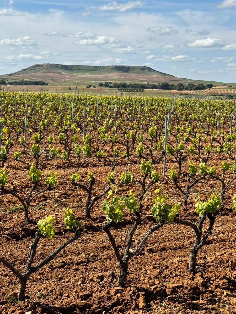 Antes de hacer vino, Tomás solo trabajaba la viña. Desarrolló su propia poda “pie de pato”, con tres brazos y un pulgar, para equilibrar la planta y mejorar la maduración 🍇