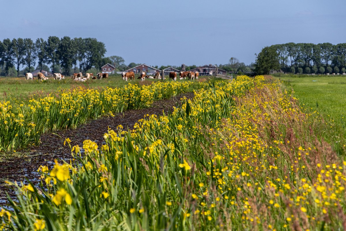 Kom op 17 juni naar de kennisdag: Natte Dooradering! Verdiep je kennis over natte dooradering in Groenekan. Na aanmelding ontvang je het exacte adres. 

Programma en aanmeldlink: boerennatuur.nl/actueel/kom-17… 
#ANLb #Landbouw #Landschap #Natuur 🌿✨