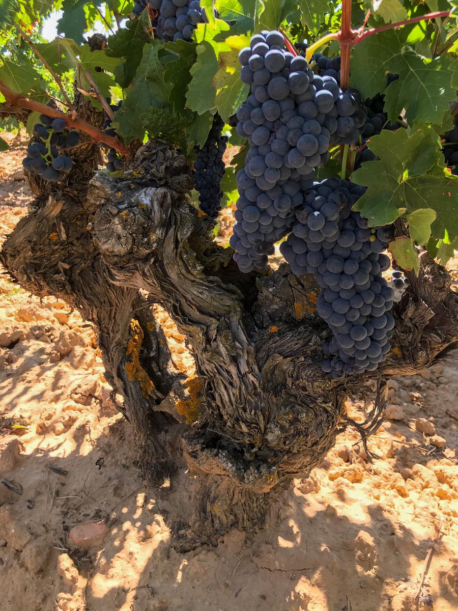 La tinta del país es la protagonista, pero no la única. En nuestros majuelos siguen vivas variedades antiguas, algunas sin nombre, que conservan intacta la esencia de la Ribera de siempre 🥰