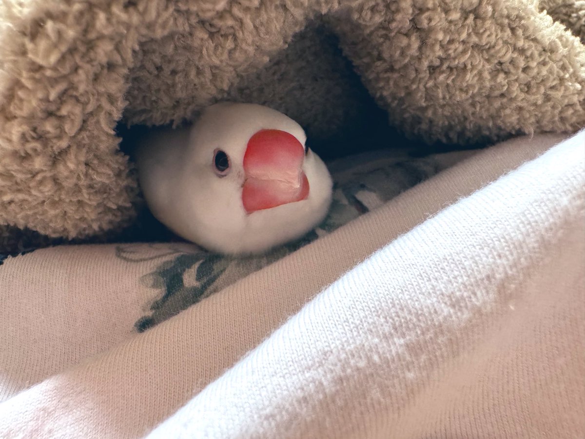 🍉椋鳥🍎🐦‍⬛🥛🫛🍓🐈‍⬛🕯️🥦🍒🐕‍🦺🕊️🫑🍅🐃🦢🥬 (@mukudori_1) on Twitter photo 