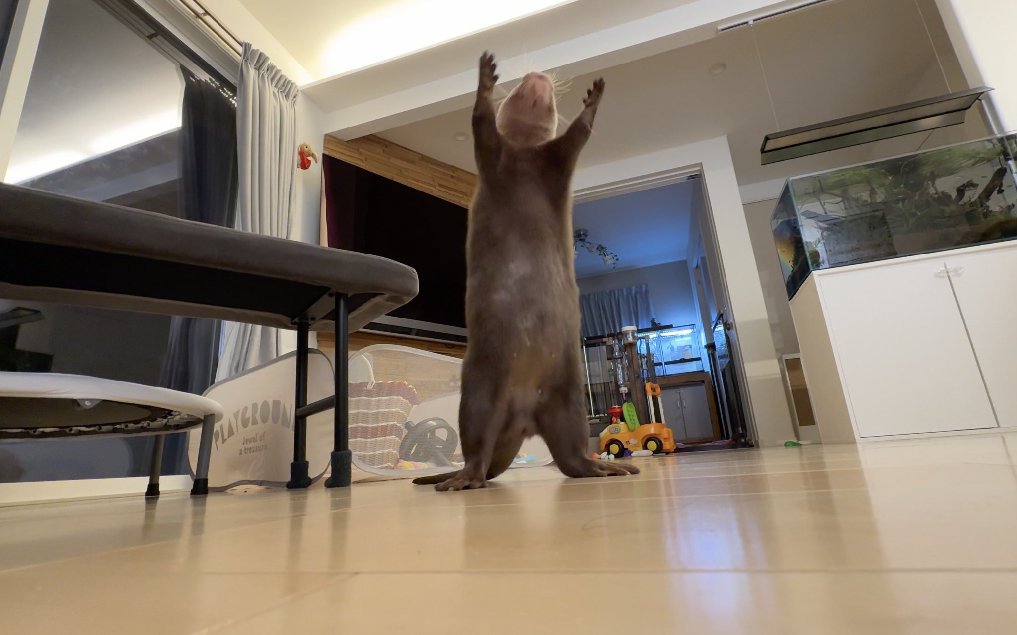 カワウソさくら on X: 