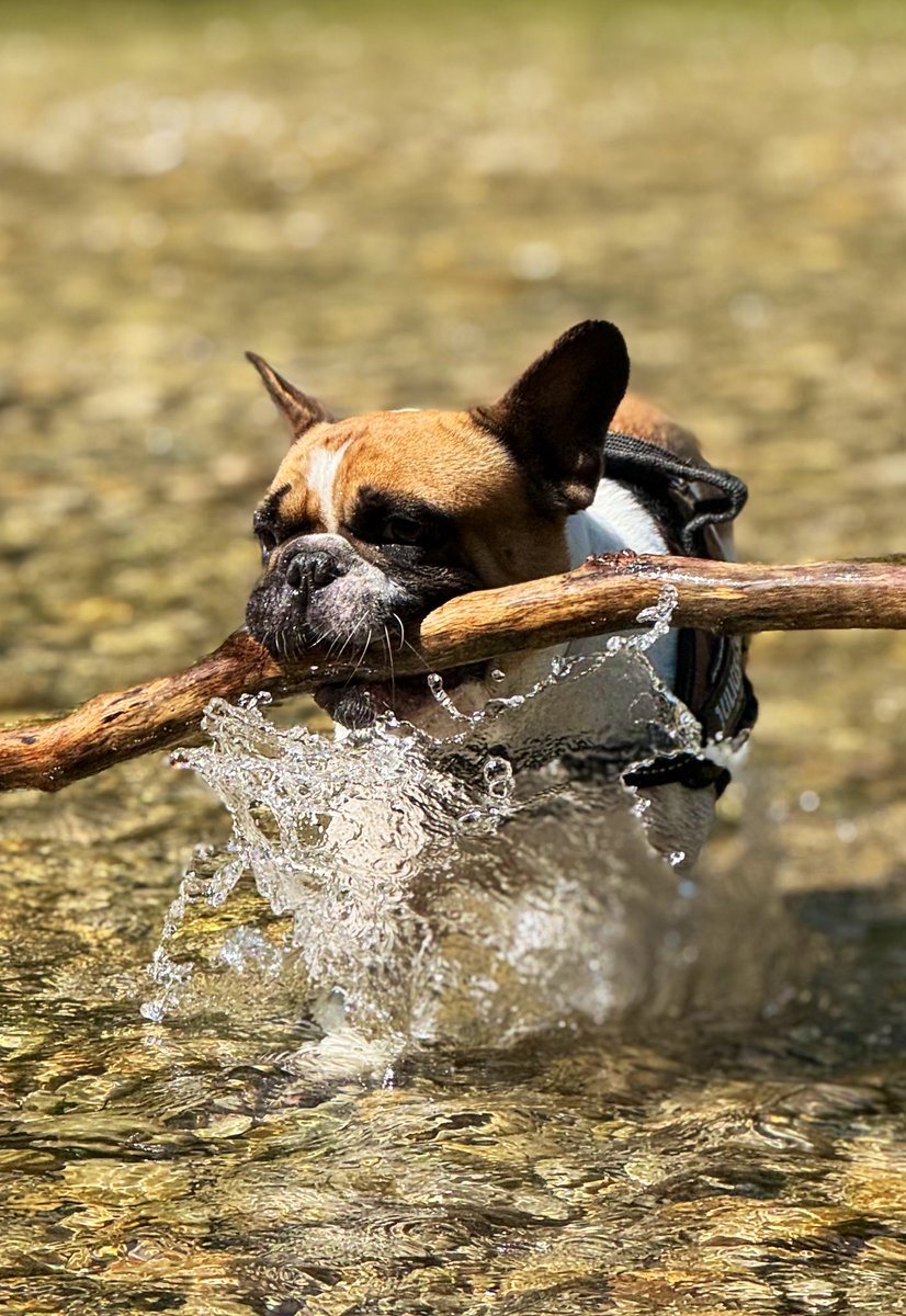 bitcoin_fondue's tweet photo. 🐶🪵💦 https://t.co/BYw62wZUCj