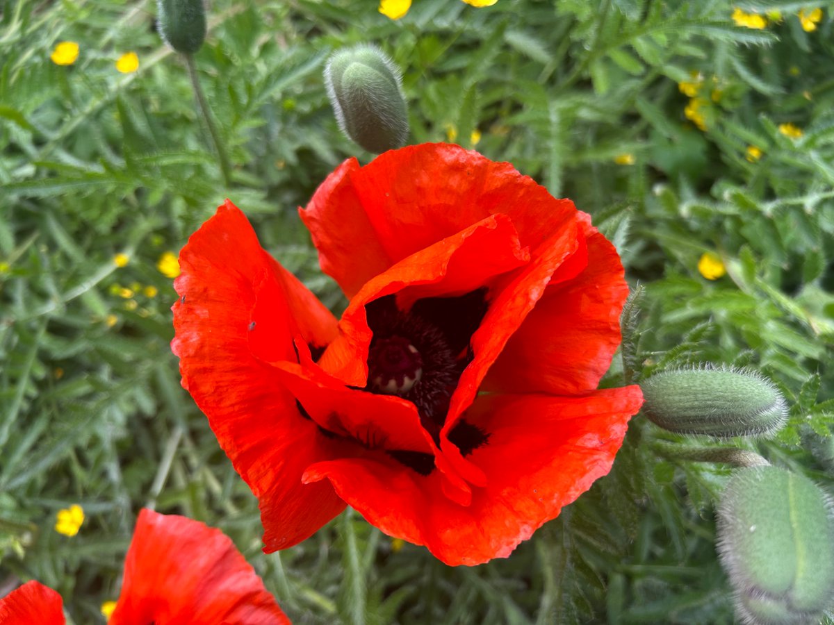 Day 3 #30DaysWild took this photograph of a poppy, used since ancient times for medicinal purposes &amp; also a symbol of rememberance🌺
