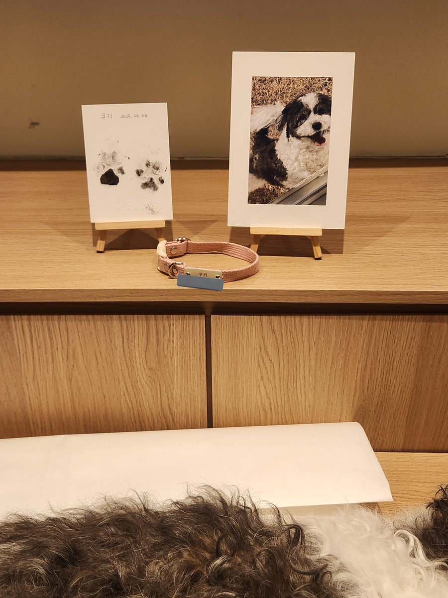 Ho_NN___'s tweet photo. 화창한 6월의 맑은 날
저희 강아지 쿠키를 강아지별로 떠나보내었습니다
쿠키가 강아지 별로 떠난 2025년 6월 2일 저녁 7시경, 하늘이 함께 슬퍼해줬는지 비가 보슬보슬 내렸는데 떠나보내는 오늘 2025년 6월 3일은 쿠키가 좋아하는 화창하고 따스한 햇살 속에 보내줄 수 있게 되었네요 https://t.co/JLxqV6jnCF