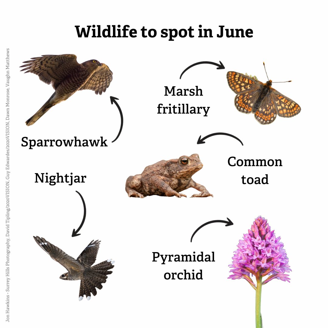 Hello, June! With longer days and lively wildlife, what have you seen so far — or hope to catch a glimpse of soon? ☀️🦋