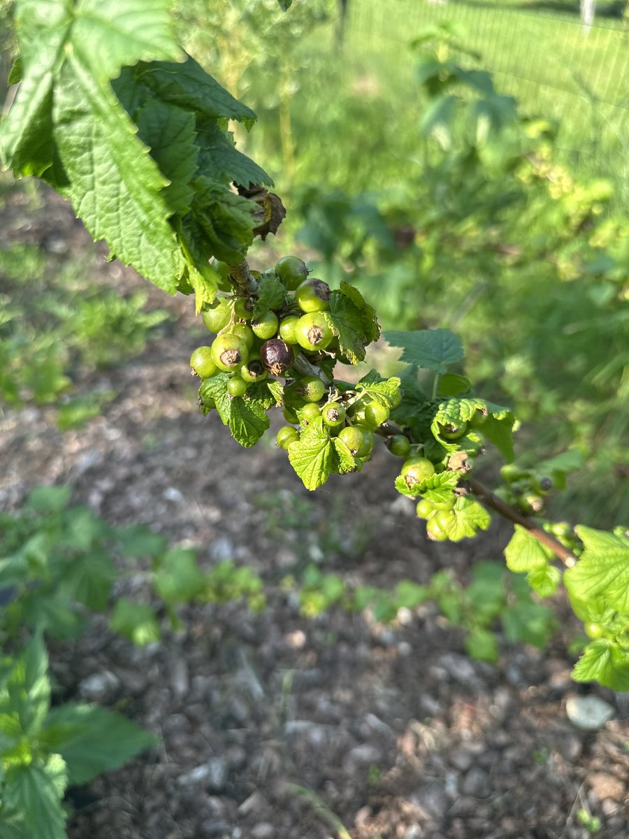 Agrest ładny, Borówki po przecięciu też, porzeczki jedne i drugie. Białe się nie zmieściły. Mały Ogródek na Ziemiach Zachodnich;-). Pigwa też będzie w tym roku rewelacyjna.