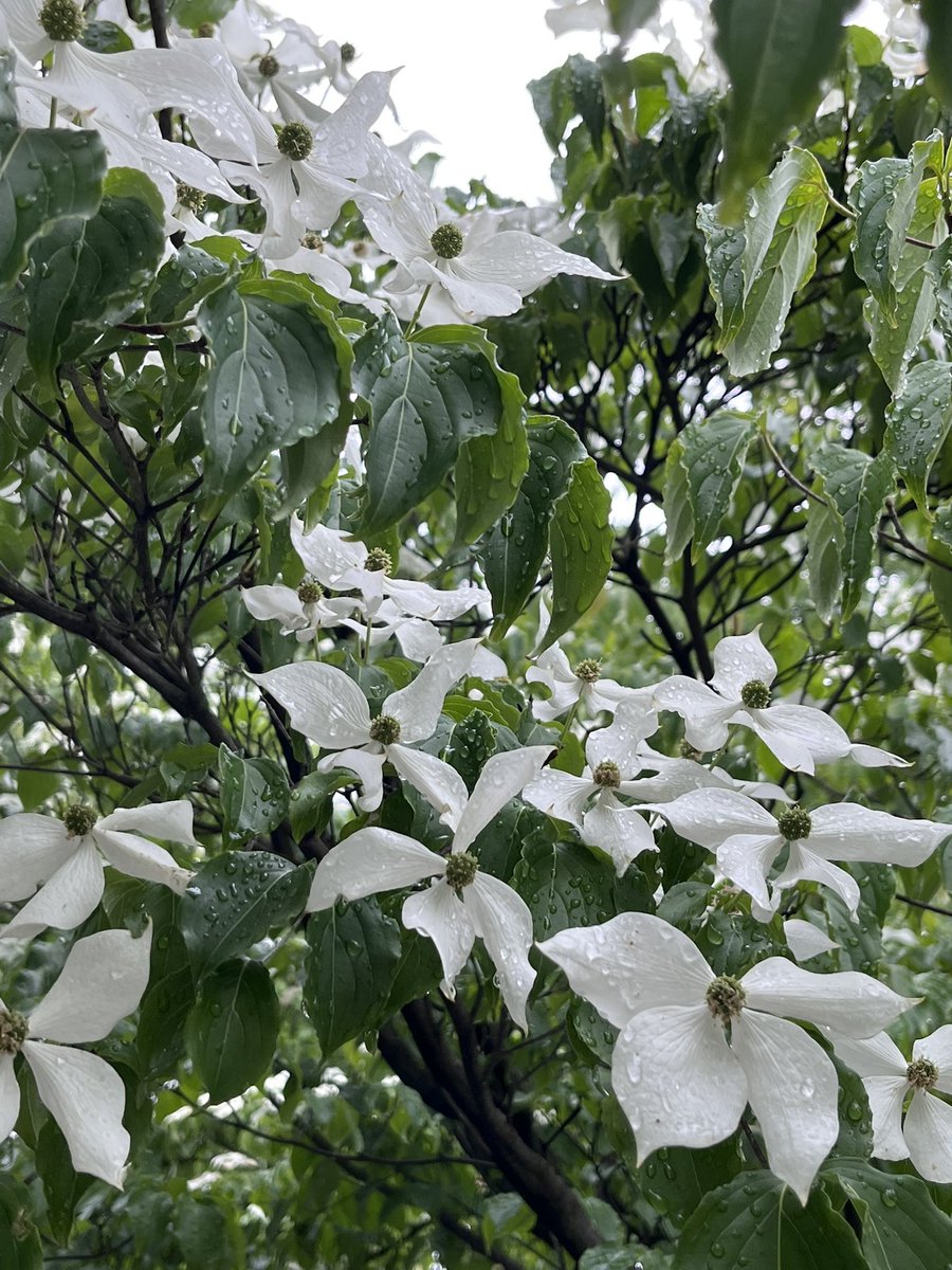 雨降りの日も素敵な散歩道です☂️🎶

さて、来月のカルテットライブが決まりました✨

7/12(土)  六本木　Alfie

酒井麻生代(fl)ジョナサン・カッツ(p)安ヵ川大樹(b)加納樹麻(d)

信頼する素晴らしいメンバーとのステージ、
気合いを入れて挑みます🔥

是非、ご予定頂けましたら幸いです✨