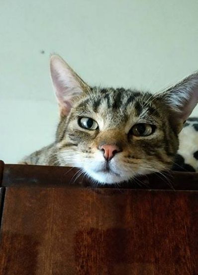 Wiesz kocie, że kiedyś koty łowiły myszy?
- Weź ojciec przestań, bo się porzygam.