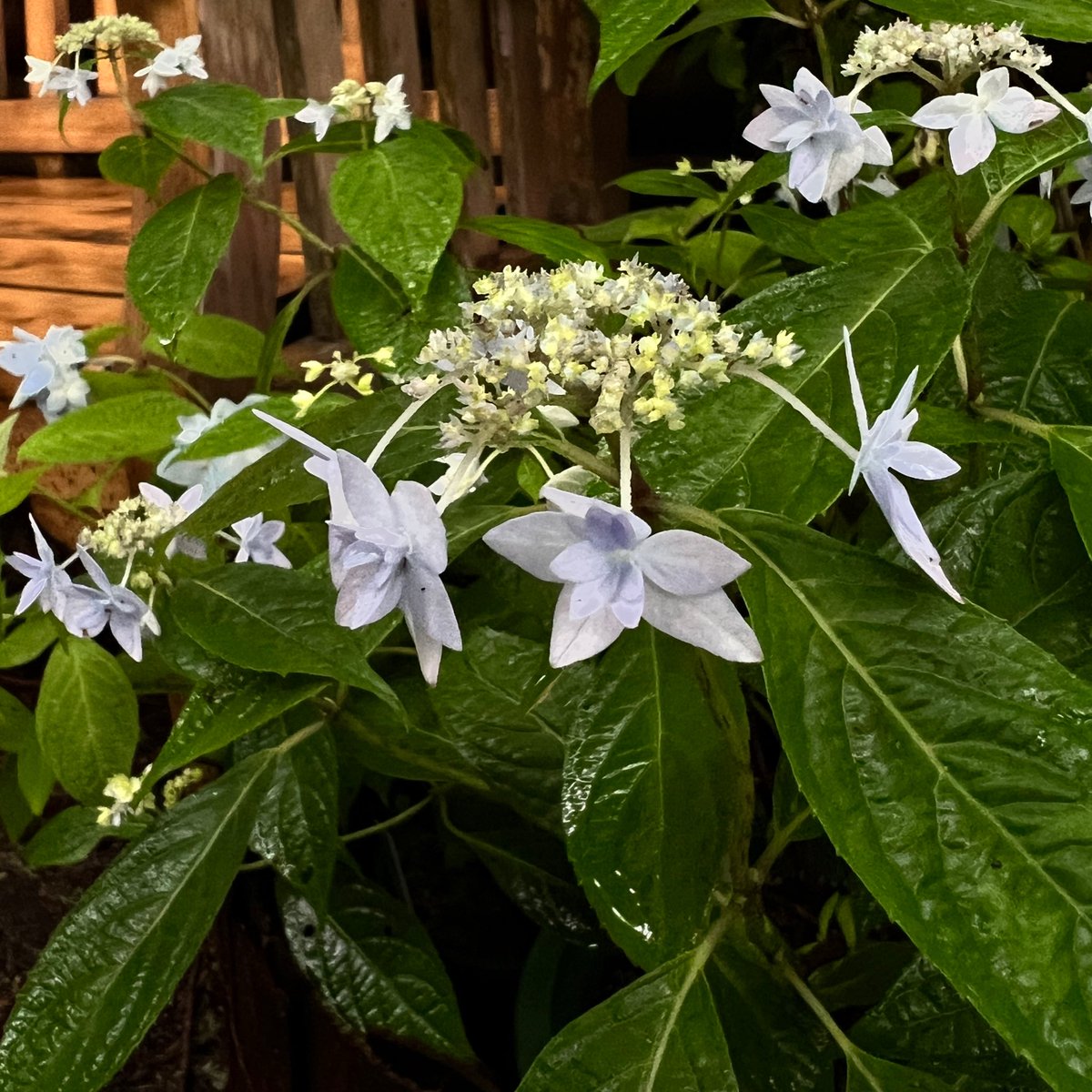神戸市立森林植物園 on X: 