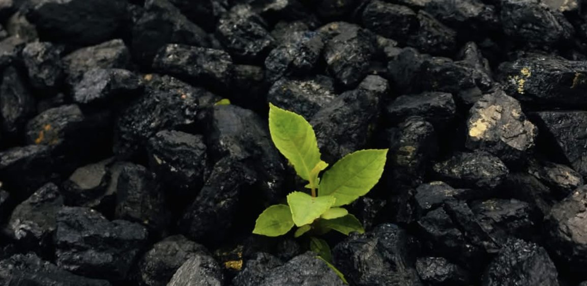 Biochar Life tweet media