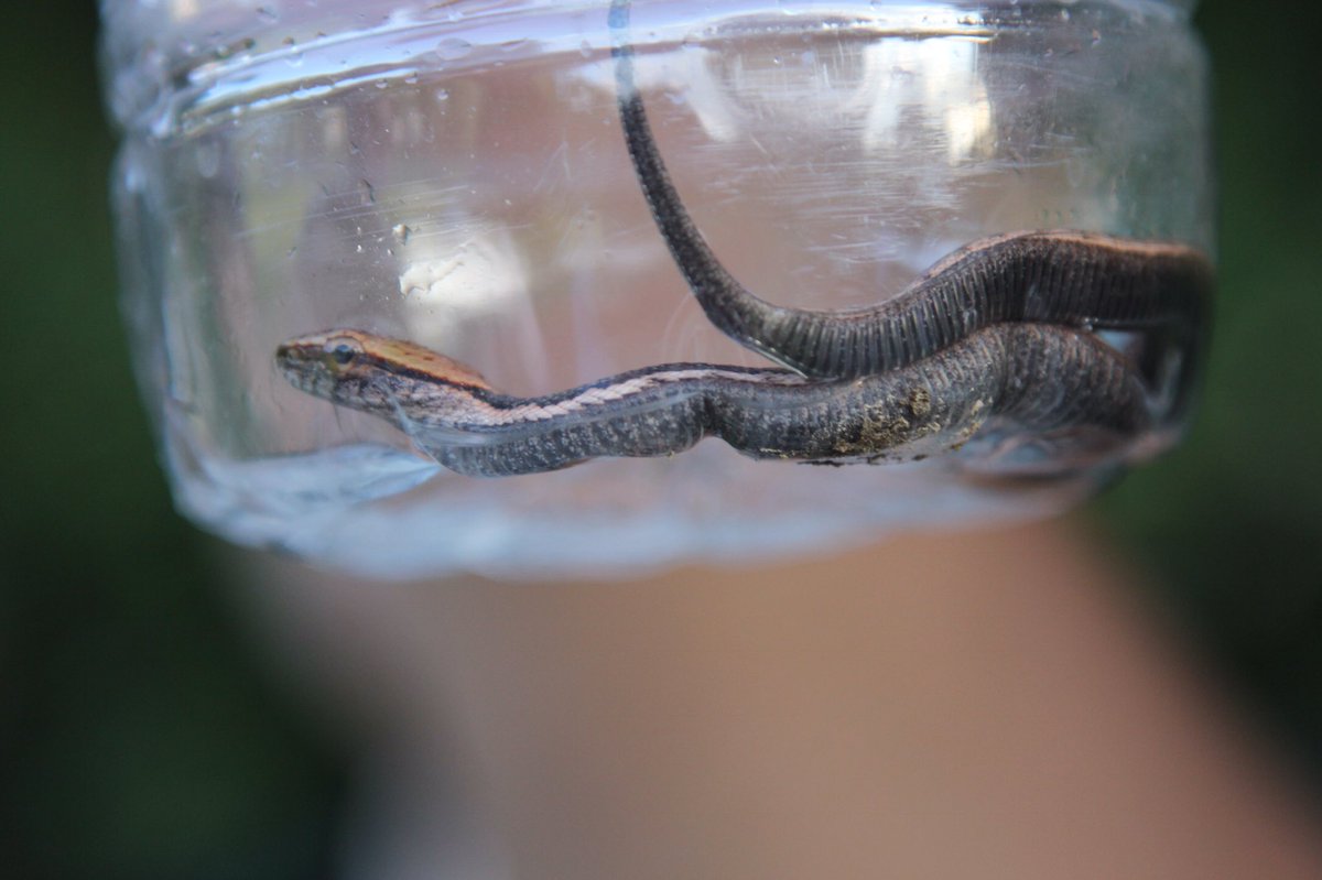 jnguzi2's tweet photo. A little snake https://t.co/C4pih4qWxj
