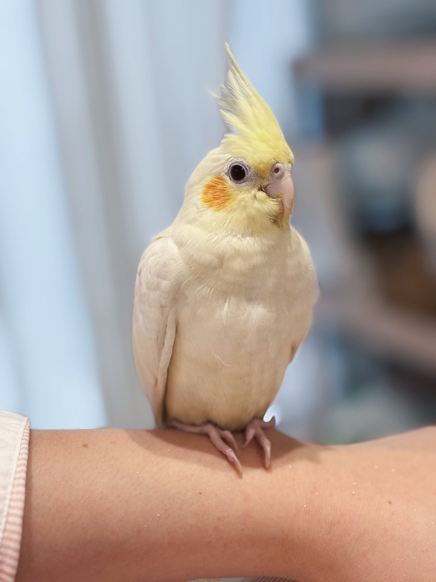 hr___na0's tweet photo. 実は数日前にオカメインコをお迎えしました！
名前は、くーちゃん。
フィンランド語で「月」という意味🌝
以前飼ってたインコが亡くなってからペットロスだったけど、ついにピンとくる子に出会えた💛
犬とも迷ったけど犬はまた別の機会があればお迎えしたい🐶
くーちゃんとの生活楽しみます🐤 https://t.co/wMnMVizI3t