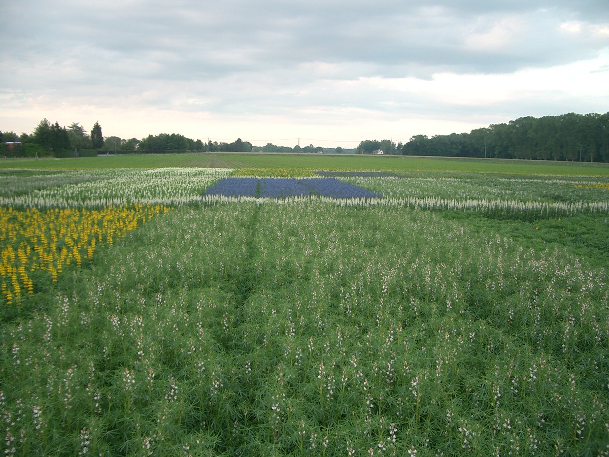 🌱 The latest Cropdiva newsletter is here! 🌱Discover how underutilized crops like buckwheat, faba beans, and oats are paving the way for sustainable farming and diverse food options across Europe.  lnkd.in/eyqDHmE3 #ResearchImpactEU #H2020
#H2020Cropdiva