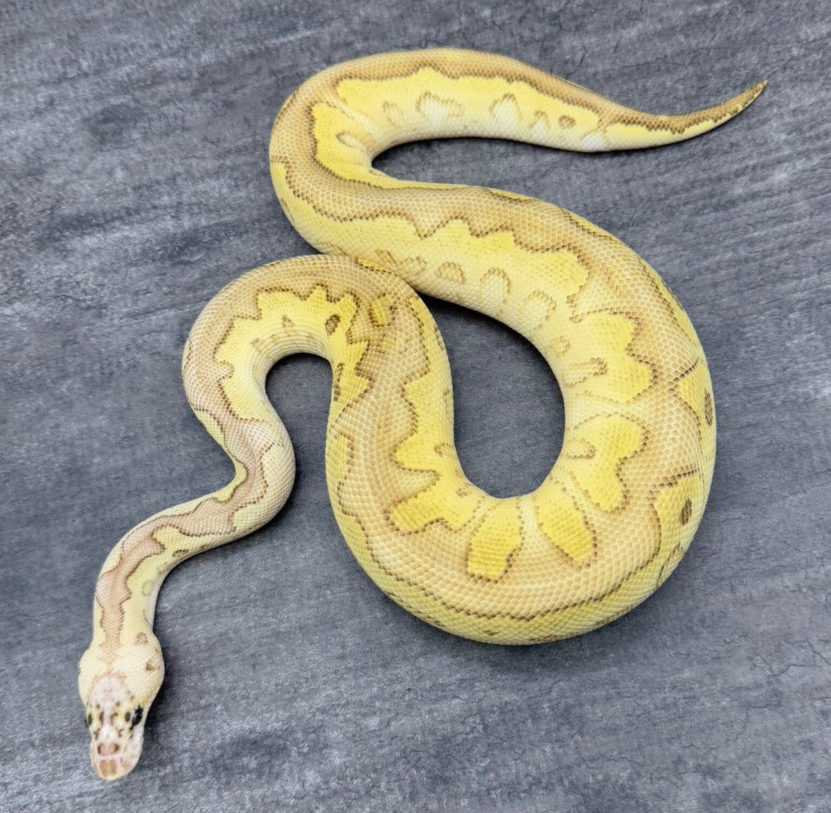 Hiroaki_DEU's tweet photo. 【販売中】

パステル SN ファントム クラウン ♂

https://t.co/8Z1bduFP1F

#ボールパイソン
#DEUReptiles https://t.co/O5sleNXBoB