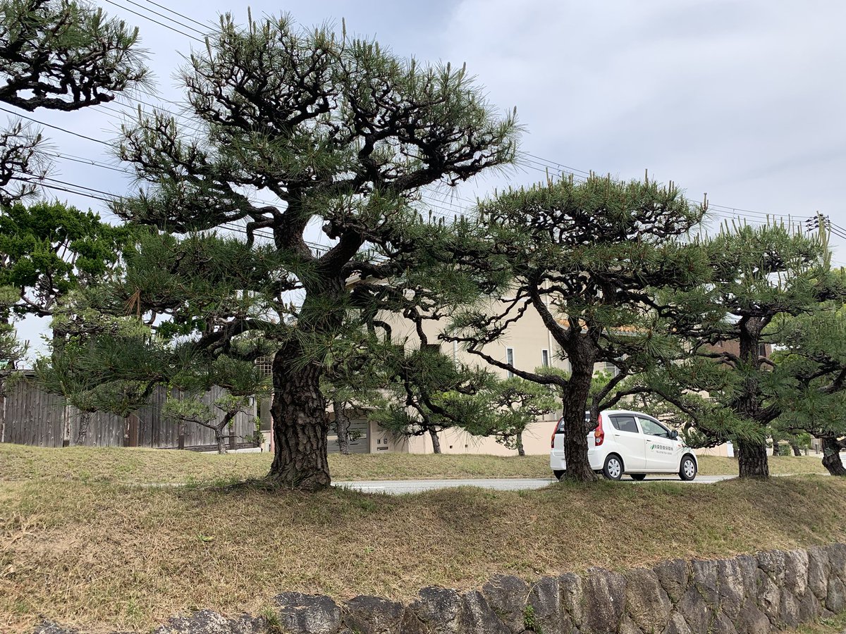 歩道橋にも松
街路樹も松　#松　#街路樹　#神戸
