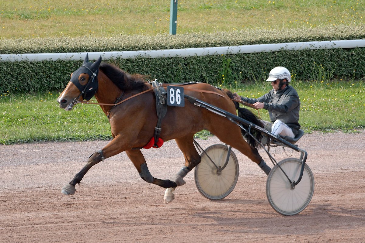 🚨Nouveau record chez les 2 ans ‼️

𝐍𝐞𝐥𝐬𝐨𝐧 𝐝𝐮 𝐁𝐚𝐬 𝐁𝐨𝐬𝐪 (Good Boy Ligneries), pulvérise le temps de référence (1'15"4) en se qualifiant dans le top chrono de 1'14"1 😮

📽️En direct sur letrot.com
📸 ©Mark Kentell