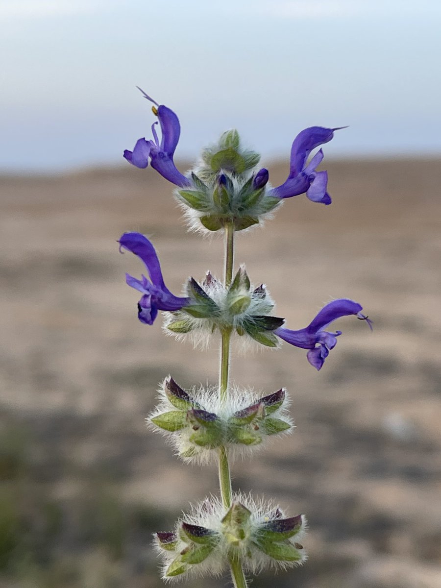 mneef alshammari (@maldhawwi) on Twitter photo #الشقارى
Matthiola longipetala
#شيح_الخيل
Salvia lanigera
بعدستي من نطاق <a href="/ITBA_SA/">هيئة تطوير محمية الإمام تركي بن عبدالله الملكية</a> #الشقارى
Matthiola longipetala
#شيح_الخيل
Salvia lanigera
بعدستي من نطاق <a href="/ITBA_SA/">هيئة تطوير محمية الإمام تركي بن عبدالله الملكية</a>