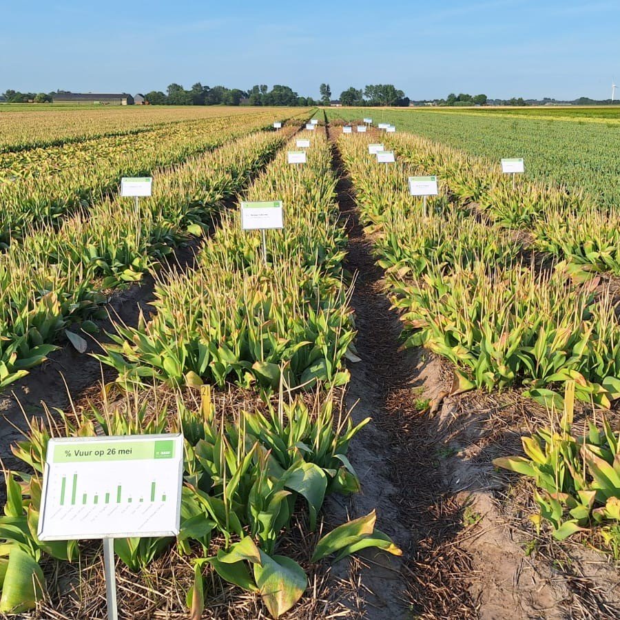 BASF toont deze week weer mooie proeven met goede resultaten van #Soriale en #Shoban in de vuurproeven, naast interessante nieuwe ontwikkelingen. Ook op het gebied van onkruidbestrijding ligt er een mooie demo met actuele thema's.