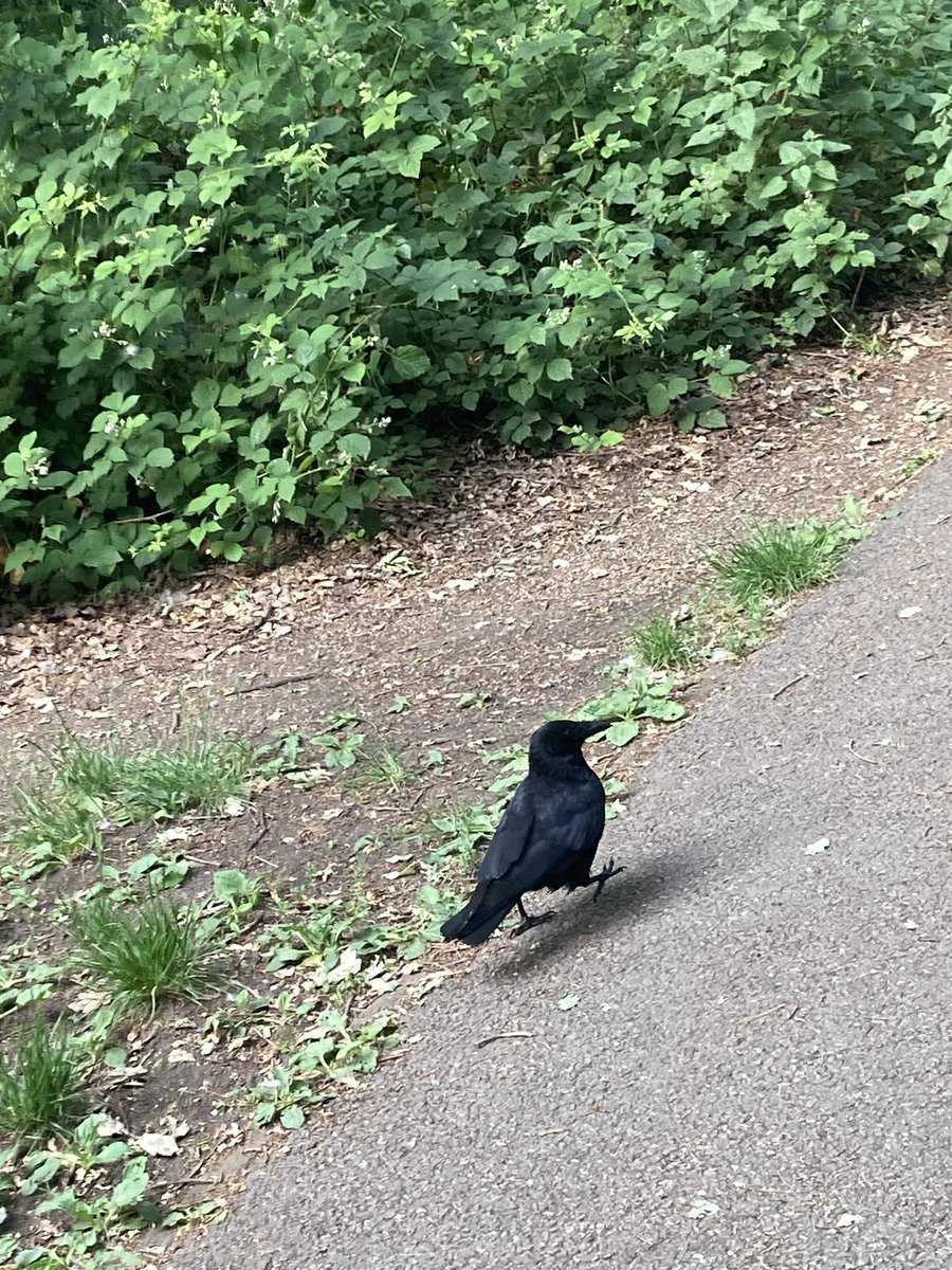 The poor dog was attacked by a crow this morning on Parliament Hill. The bird dive bombed twice and pecked him hard enough to make him yelp.
