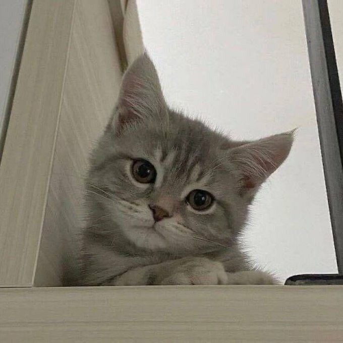 ShouldHaveCat's tweet photo. https://t.co/bVGIVXXrtX