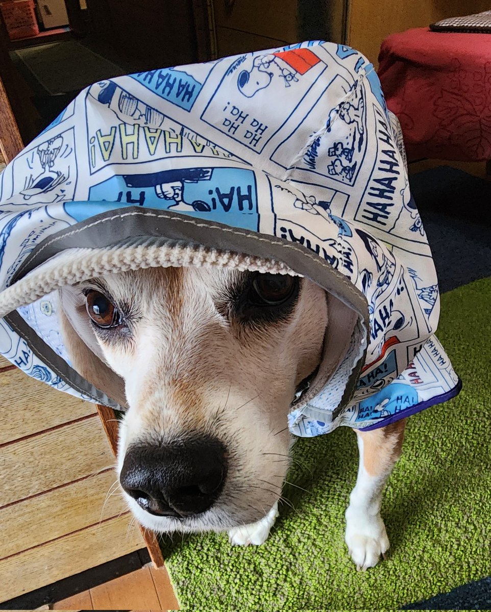 今から頑張って帰るためにレインコート着させられたライムちゃん

お母さんがアレクサアレクサ言うから、私もアレクサ言いすぎてライムに｢アレクサおすわり｣って言ってた